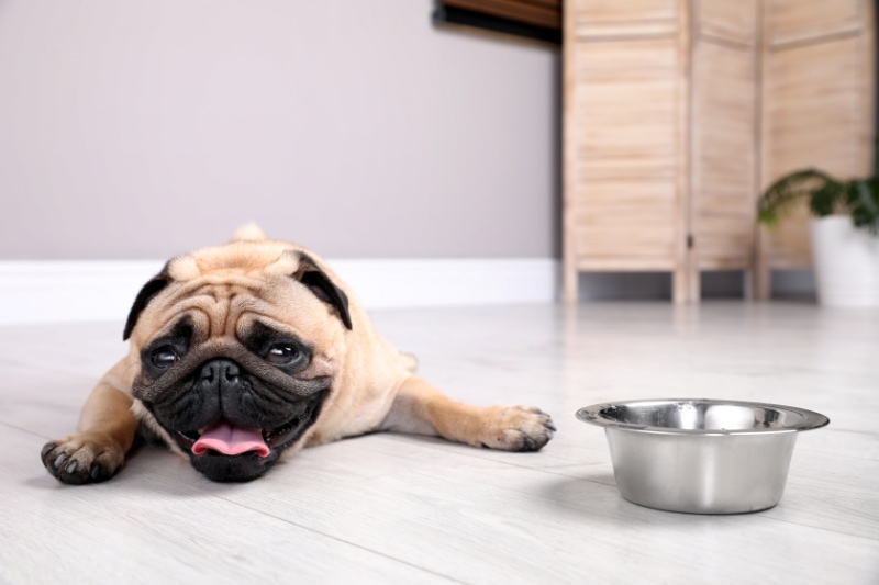 Cute pug dog suffering from heat stroke near bowl of water on floor at home.
